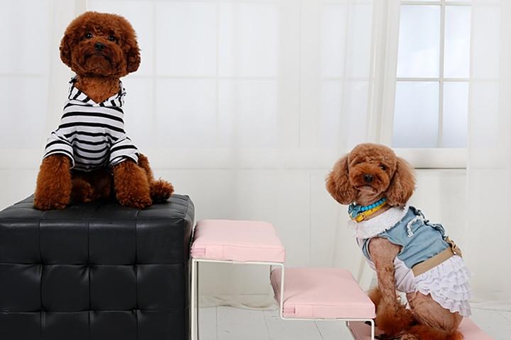 파스텔 강아지 스텝 2단/3단 3colors