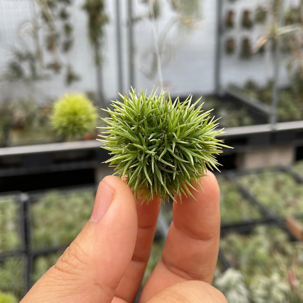 [블룸] 틸란드시아 에란토스 테디베어 tillandsia aeranthos teddy bear_