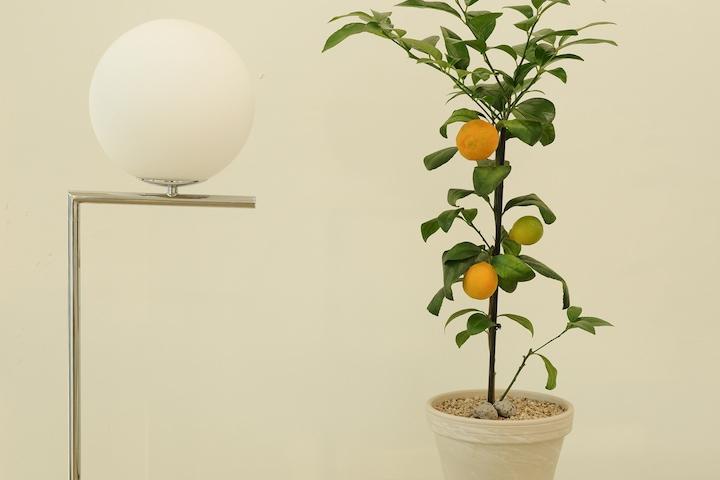 열매가 달려있는 감성식물 오렌지레몬나무 중 플랜테리어 공기정화식물 과실수 봄꽃 원룸인테리어