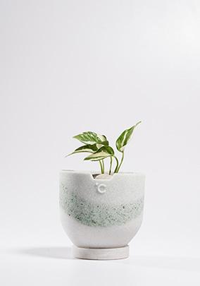 [TONE℃ X ECOg Collaboration] Upcycle GREEN Aurora Pot