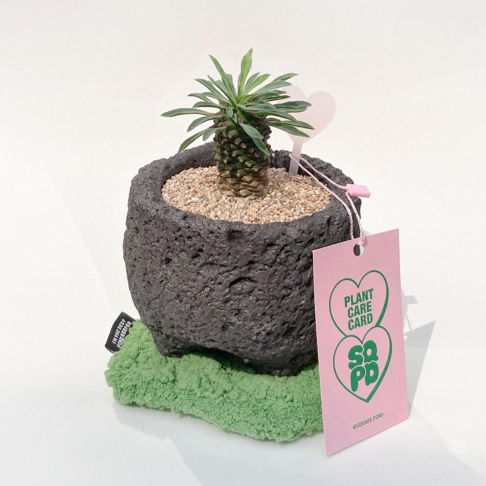 괴마옥 선인장 미니화분