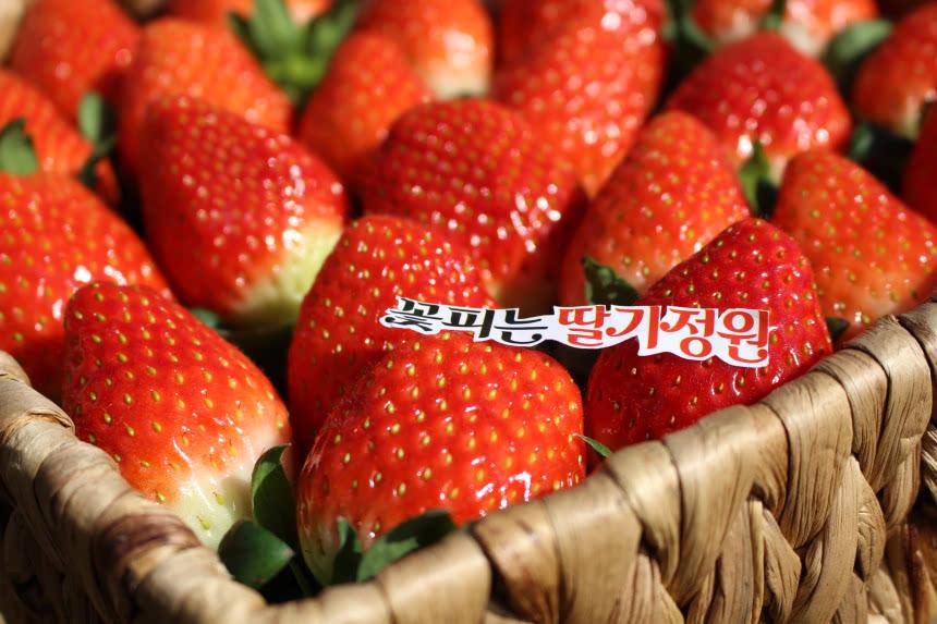 순창 박병준님의 행복한딸기 GAP인증 특상품 500g,  1kg