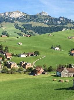 신난핑크색닥스훈트