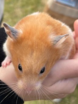 햄코냥이