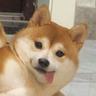 다트