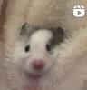 딤섬