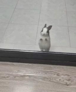 졸린진주색토끼