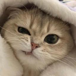 윙크하는바다색치타