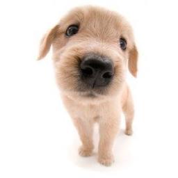 폼둥이