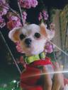 이슬이