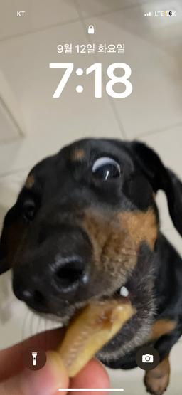 도망가는 갱얼쥐