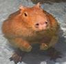 나를바라바라바