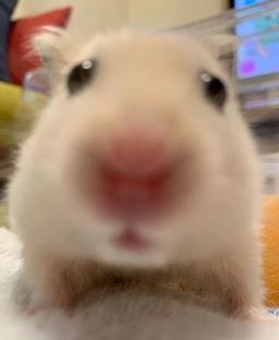 암어쥑쥑끊임없이