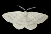 MOTHALLIUM