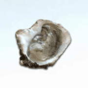 frustrated oyster