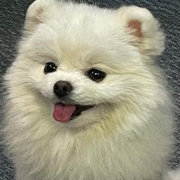 콜위드모어