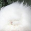 하토르
