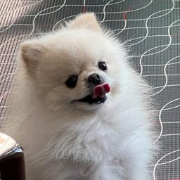 불로초