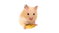 박콩