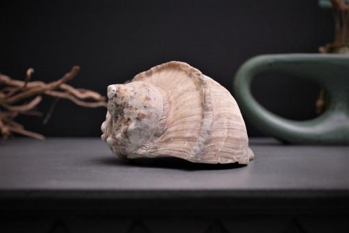 수조 인테리어 엔틱 소품 장식 천연 소품 조개껍질 소라 고둥 컬렉션