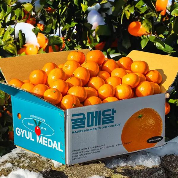 [10차완판]  11브릭스 당도선별 제주 감귤 산지직송 직거래가