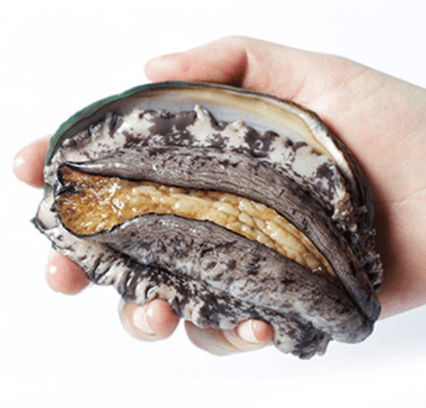 산지직송 완도 전복