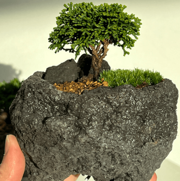 풀밭 청짜보 땅딸보 연산회 편백 분재나무 짜보 미니분재 인테리어식물