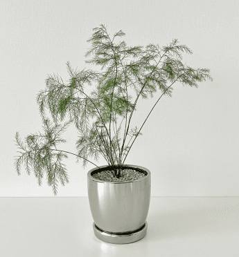 ( 예약 주문 ) 아스파라거스 비르가투스 실버팟 세트 받침포함 공기정화식물 플랜테리어 반려식물 개업화분 개업식물 집들이식물