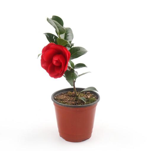 갑조네 동백나무 소품 블랙로즈 겹동백 서향나무 월동가능 관엽식물 동백꽃 키우기 크리스마스