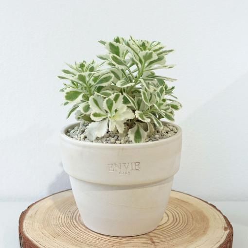 갑조네 아틀란티스 세덤 야생화 다육식물 다육이 노지월동