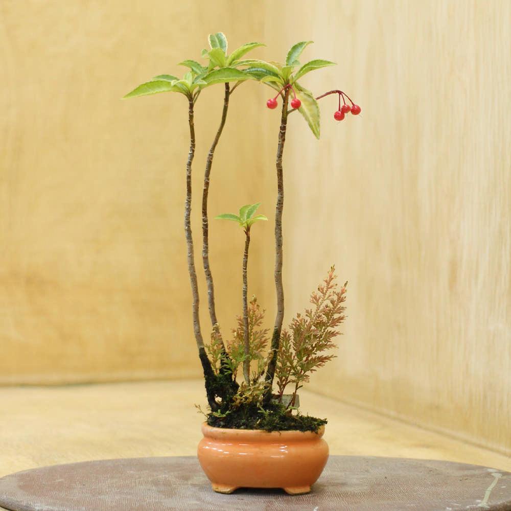 만냥금 미니화분 동일품, 귀여운 소엽미니만냥금 화분선물