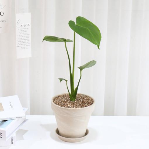갑조네 실내 공기정화식물 화분세트 몬스테라 독일토분 13cm 플랜테리어 승진화분
