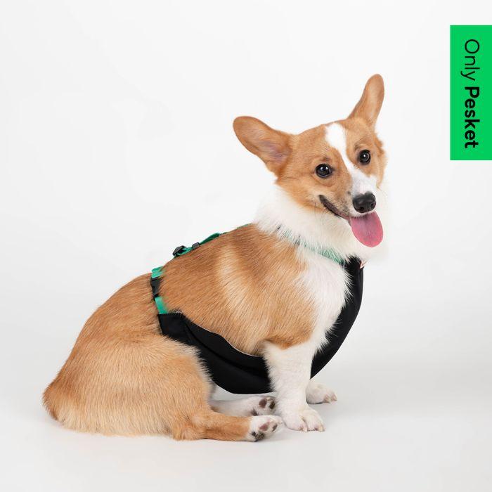 SIGNATURE LOGO SUPPLEX COVER & LEASH