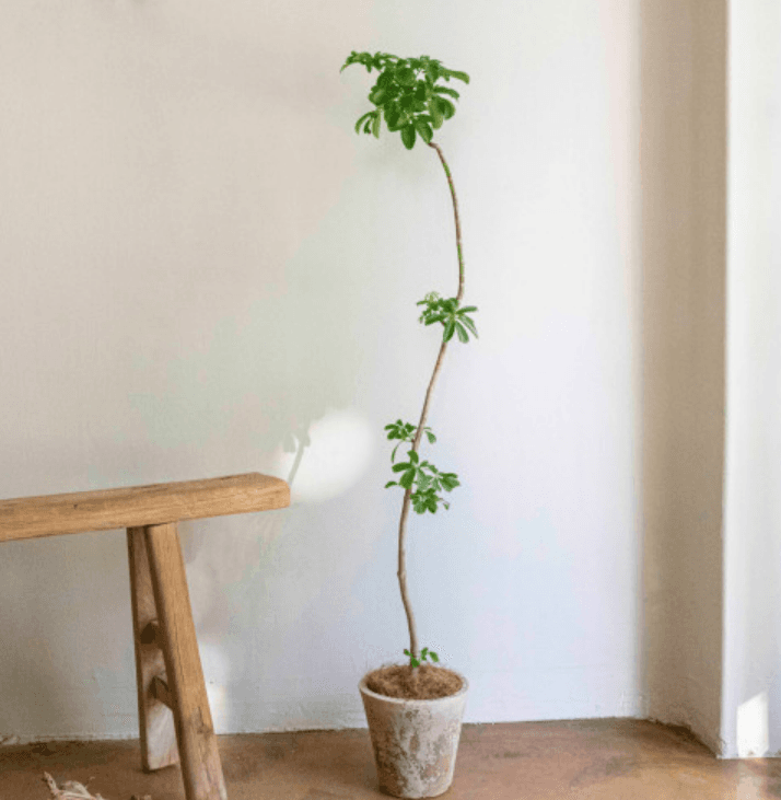 쉐프렐라 홍콩야자 거실화분 플랜테리어 실내공기정화 집들이 선물