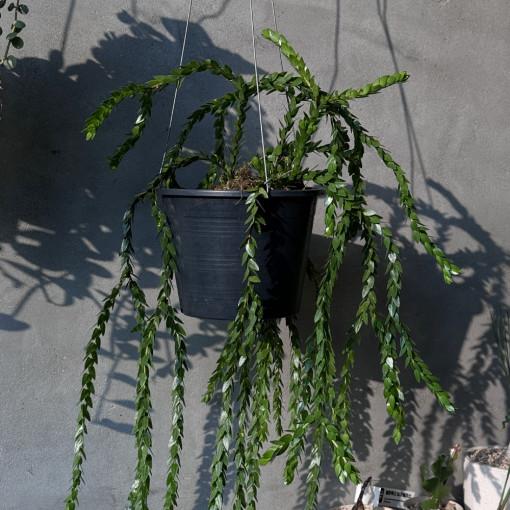 풀집 석송 말레이시아뉴 희귀 행잉 플랜트 플랜테리어 집들이 선물 식물