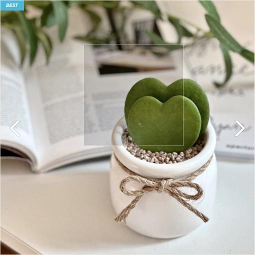 더블 하트호야 미니 우유 단지 피쉬본 화분 받침 세트 하트식물