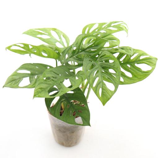 갑조네 몬스테라 아단소니 소품 오블리쿠아 구멍몬스테라 실내 공기정화식물 인테리어 화분 플랜테리어 키우기 쉬운 식물