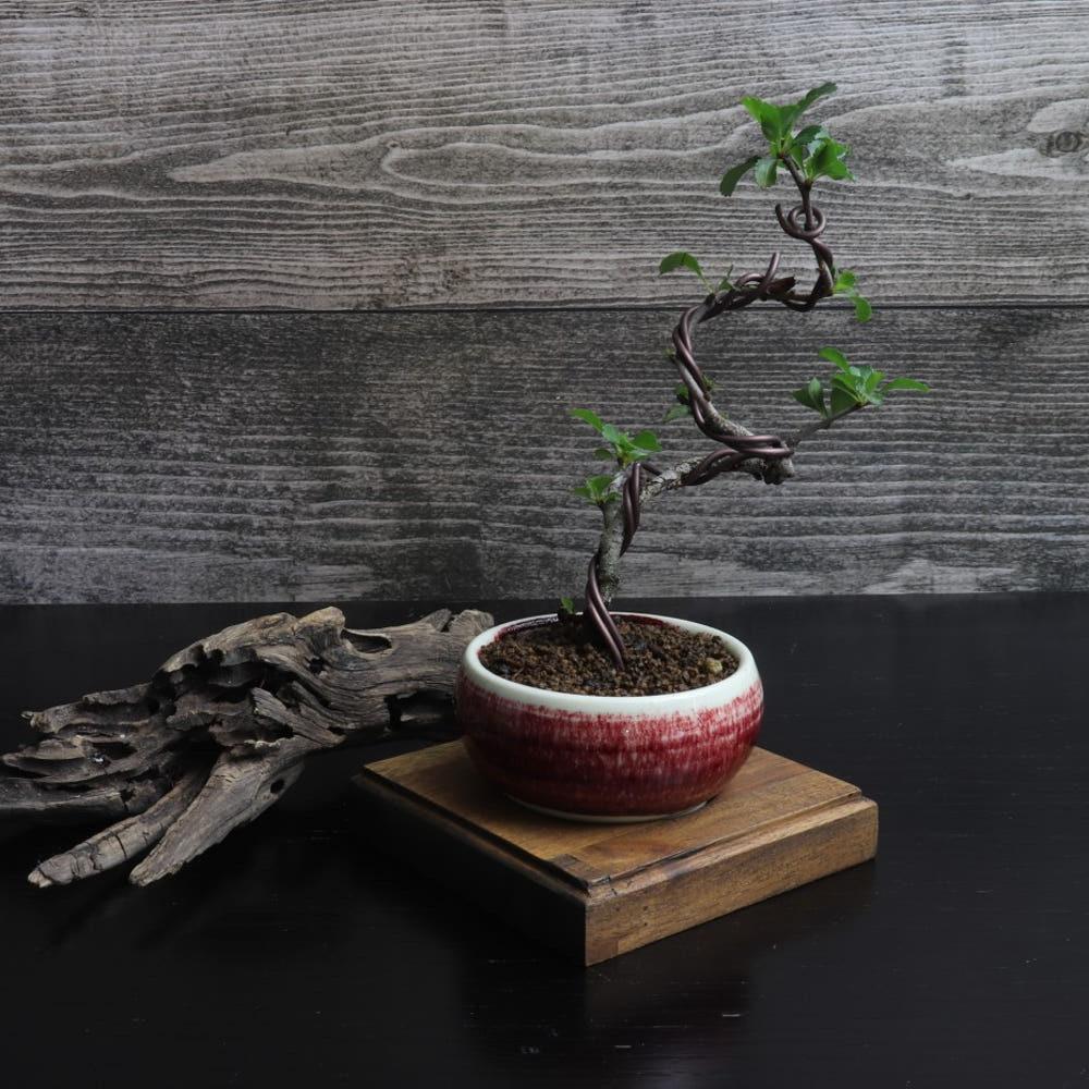 현재1상품 이미지전체9상품 이미지장수매 미니나무 도자기화분형 10센티미만 소품 콩분재 반려식물 애완식물