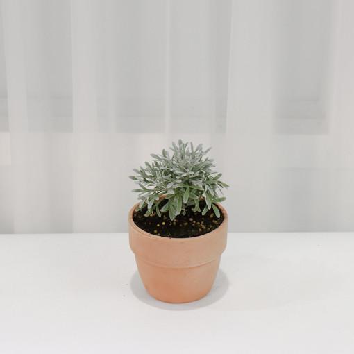 갑조네 스노우트리 소품 야생화 노란꽃 플랜테리어 중국쑥 식물키우기