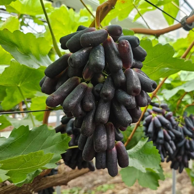 당도 최강! 씨없는 국내산 블랙 사파이어 포도 가지포도