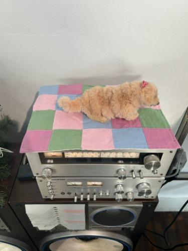 키치치 키친크로스!