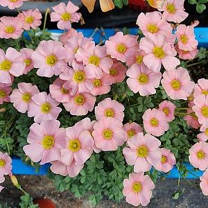 사랑초 옵투사 사쿠라젤리